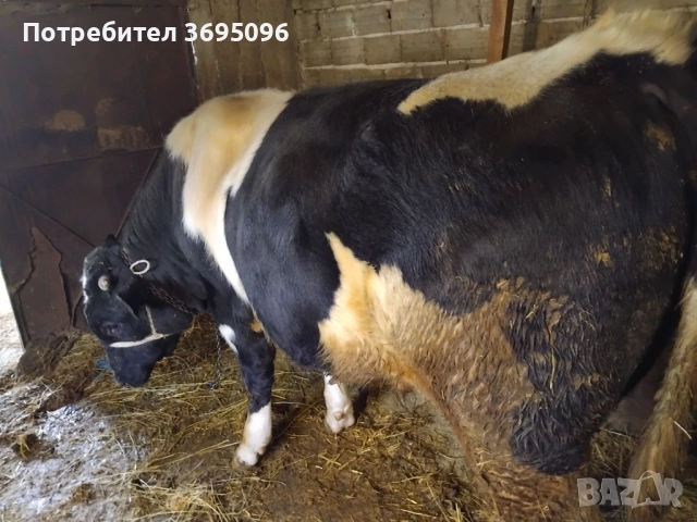 Продавам Бик за разплод 