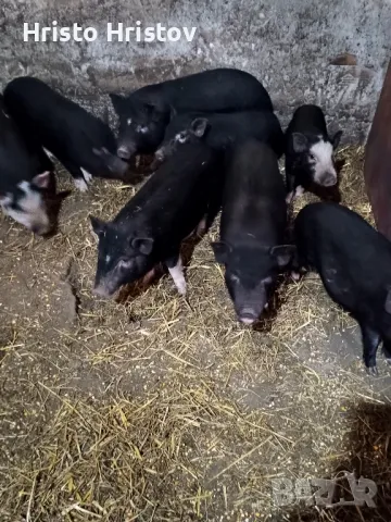 Виетнамски прасета , снимка 16 - Други животни - 48038500