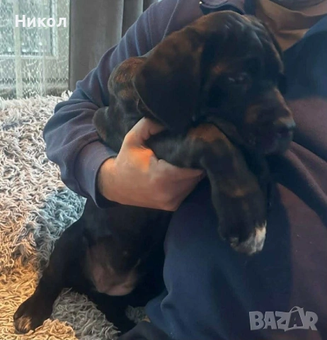 Кане корсо , снимка 6 - Други - 53121646