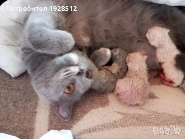 Мъжки късокосмест британец за разплод, снимка 12 - Британска късокосместа - 45709243