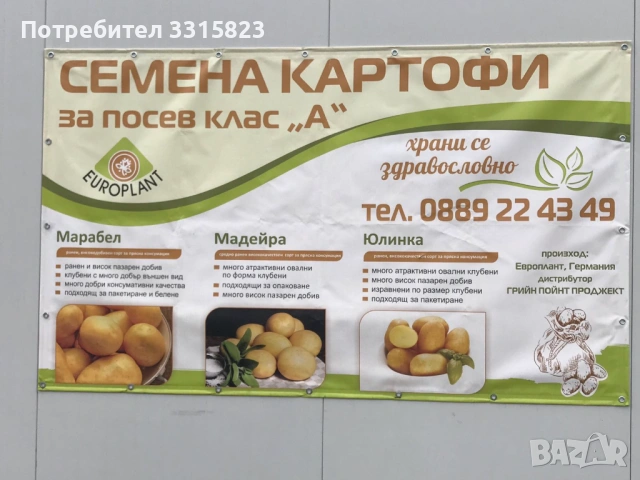 Семена картофи за посев клас А- произход Европлант , Германия , снимка 4 - Сортови семена и луковици - 53943854