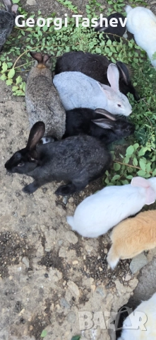 Продавам зайци , снимка 3 - Други - 52407514