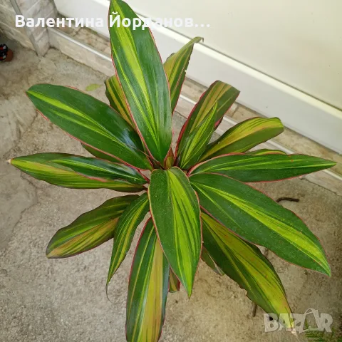 стайни цветя и комплекти, снимка 4 - Стайни растения - 56140185