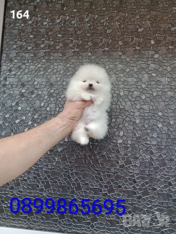 Чисто бял миниатюрен мини Померан., снимка 8 - Померан - 53885669