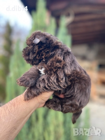 Йоркширски териер -шоколадово!!, снимка 2 - Йоркширски териер - 52705136