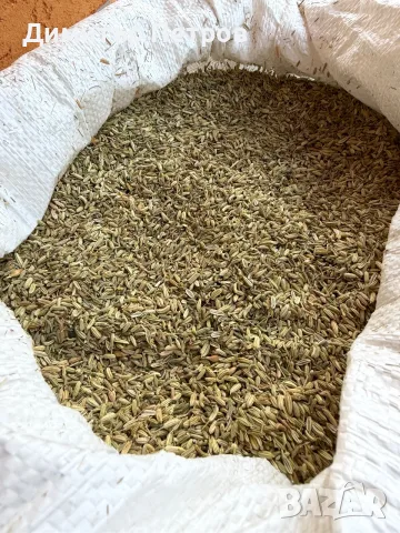 Гръцки анасон семе