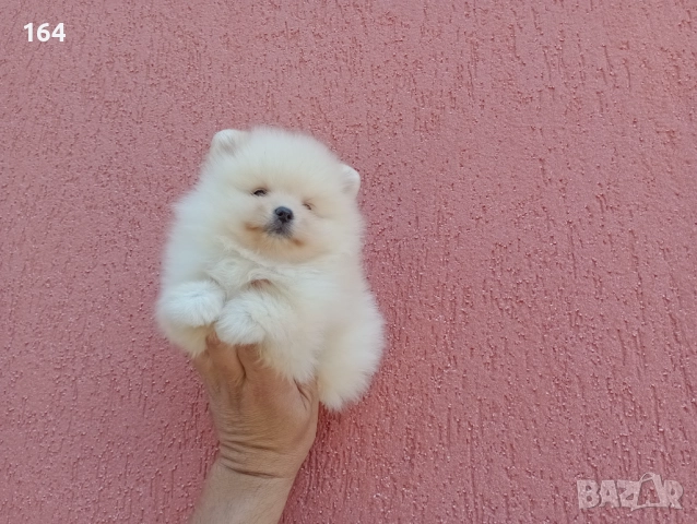 Женски Померани. Реални снимки от 07.12.25 г. , снимка 5 - Померан - 52670254