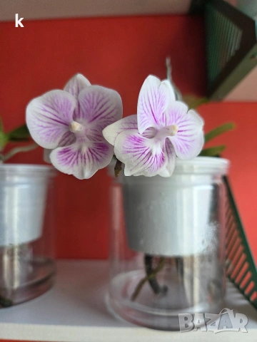 Фаленопсиси в самополивни саксии , снимка 5 - Стайни растения - 53896200