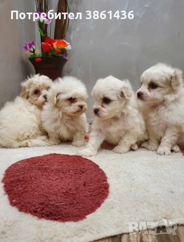 чистокръвни мини болонки малтеза