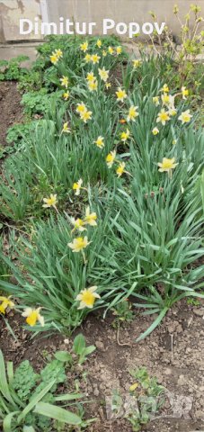 Нарциси- луковици