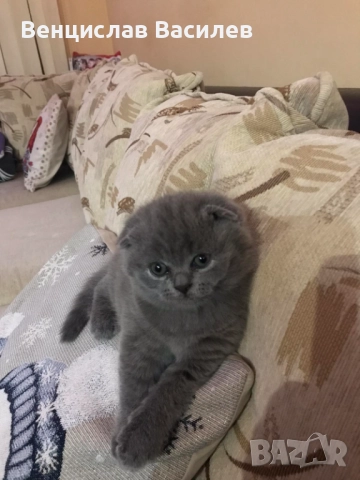 Шотландско клепоухо 