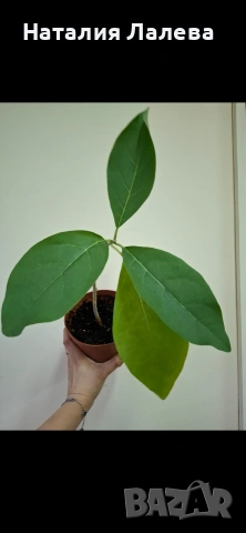 Юанулоа, Juanulloa aurantiaca, снимка 2 - Стайни растения - 54052152