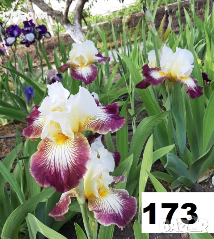Сортови вискоки ириси /брадати ириси, снимка 9 - Сортови семена и луковици - 46410478