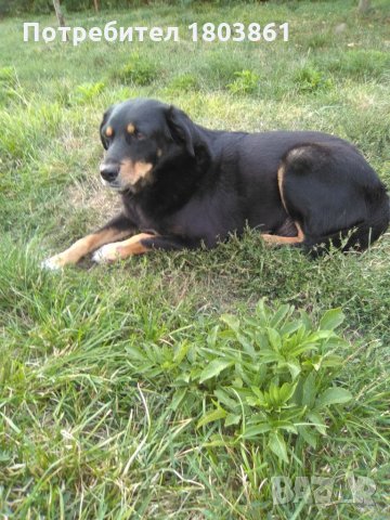 Подарявам уникално куче, снимка 2 - Други - 22184631