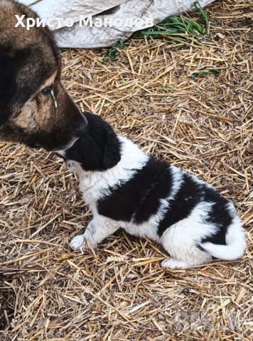 Каракачанско овчарско куче, снимка 14 - Каракачанска овчарка - 53652414