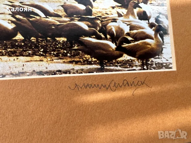 Фотография с паспарту на американския фотограф Артур Кендрик, снимка 2 - Антикварни и старинни предмети - 49977617