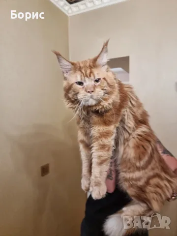 Мейн куун котета, снимка 4 - Мейн кун - 35075644