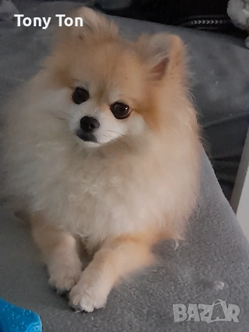 Померански шпиц , снимка 11 - Померан - 53939083