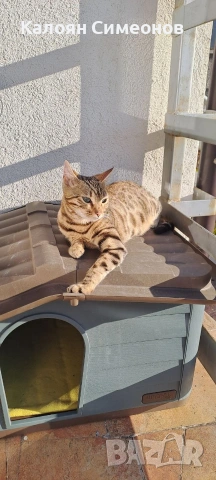 Бенгалски котенца