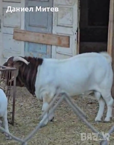 пръч боер, снимка 6 - Кози - 52481990