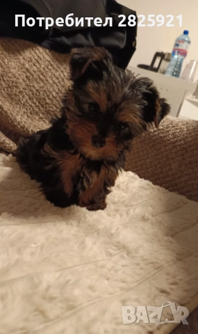 Йорки бебе, снимка 4 - Йоркширски териер - 52694965