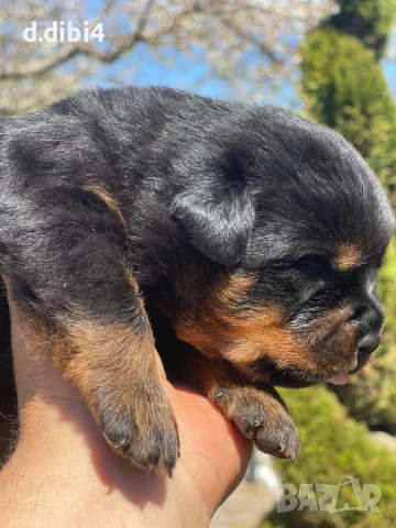 Ротвайлери , снимка 15 - Ротвайлер - 50765775