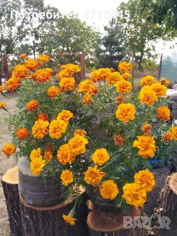 Семена от тагетис, невен, ирис, здравц, цветя, снимка 2 - Сортови семена и луковици - 42770469