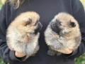 Померан померанчета, снимка 6