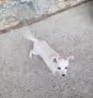Бял мини пинчер, снимка 3