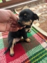 Кученца мини пинчер, снимка 8