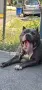 American Bully XL/Американско Були ХЛ, снимка 5
