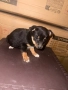 Немски пинчери на 2 месеца, снимка 5