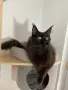 Мейн-куун котка, снимка 1