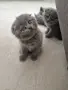 Шотландски и британси котета, снимка 4