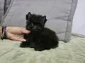 Мини шоколадово момче, снимка 4