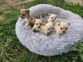 Продавам чихупинчери , снимка 3