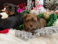 Мини йоркширски териер , снимка 3