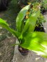 Aspidistra (семейно щастие) , снимка 3
