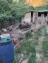 Мъжки Пуяци на 4 месеца, снимка 2