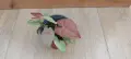 Филодендрон (Philodendron) / Сингониум (Syngonium), снимка 5