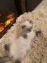 шотландско клепоухо момче , снимка 6