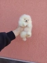 Миниатюрно момиче. Чисто бял мини Померан. Реални снимки !!! , снимка 2