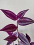 Традесканция, tradescantia pink paradise, снимка 1 - Стайни растения - 44338872