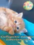Сибирчета, сибирска котка, сибирски котенца, сибирско коте, хипоалергенни, рижи момчета, снимка 8