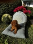 Мини пудел момче и момичета с генетични изследвания / Mini Poodles, снимка 3