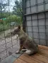 Чехословашки вълчак, снимка 8