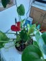 Антуриум , снимка 1 - Градински цветя и растения - 30482810
