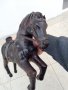 Стара кожена статуетка на кон, снимка 4