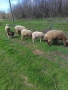 Три броя овце. , снимка 3