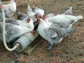 Сребърно Брезе-разплодни яйца, снимка 1 - Кокошки и пуйки - 27645537